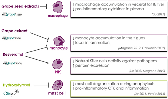 Fig. 2: Examples of effects of grape and olive compounds/extracts on the activity of immune cells