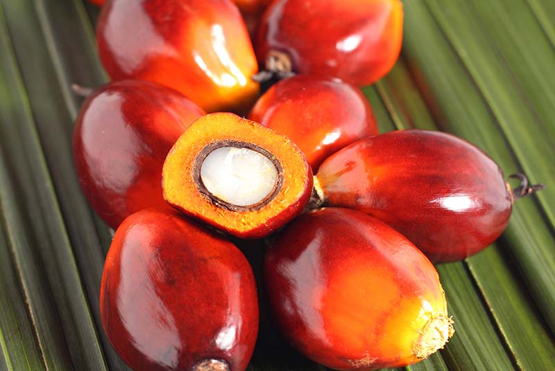 oil palm fruits on palm leaf